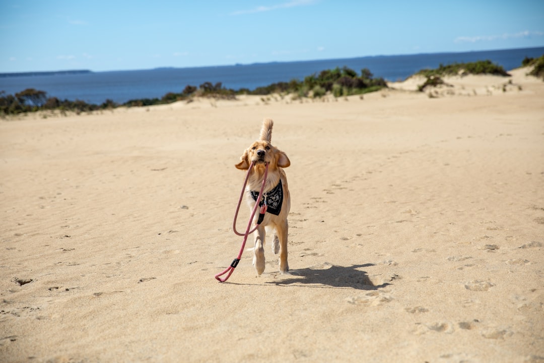 Photo dog, leash